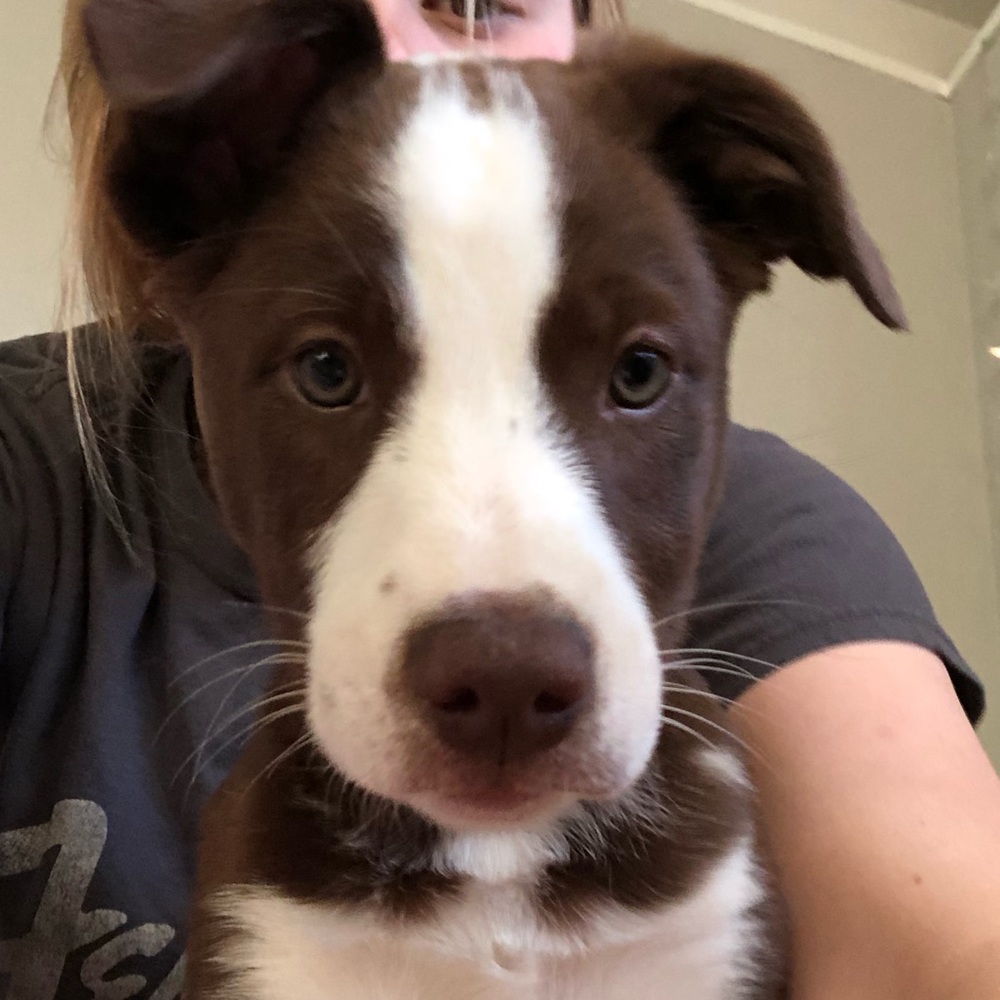 Meet your Posher, Sophya